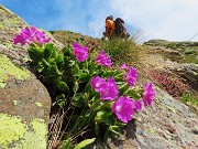 27 Primula hirsuta